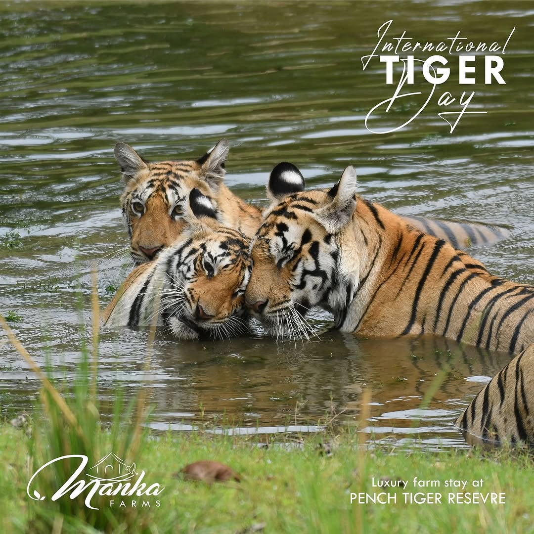 Pench Tiger Reserve